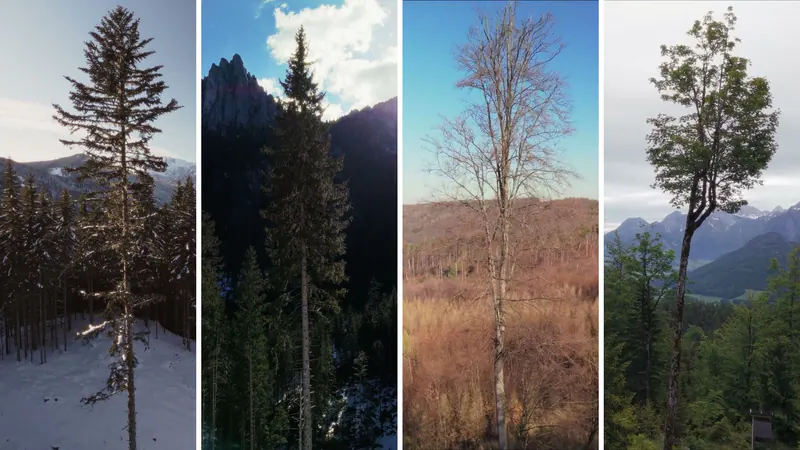 österreichische bundesforste – wald kalender